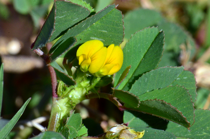 Burclover has small but pretty yellow flowers that extend from stem axils and cluster into heads at stem tips. Plants blooms from March to June or July. Medicago polymorpha